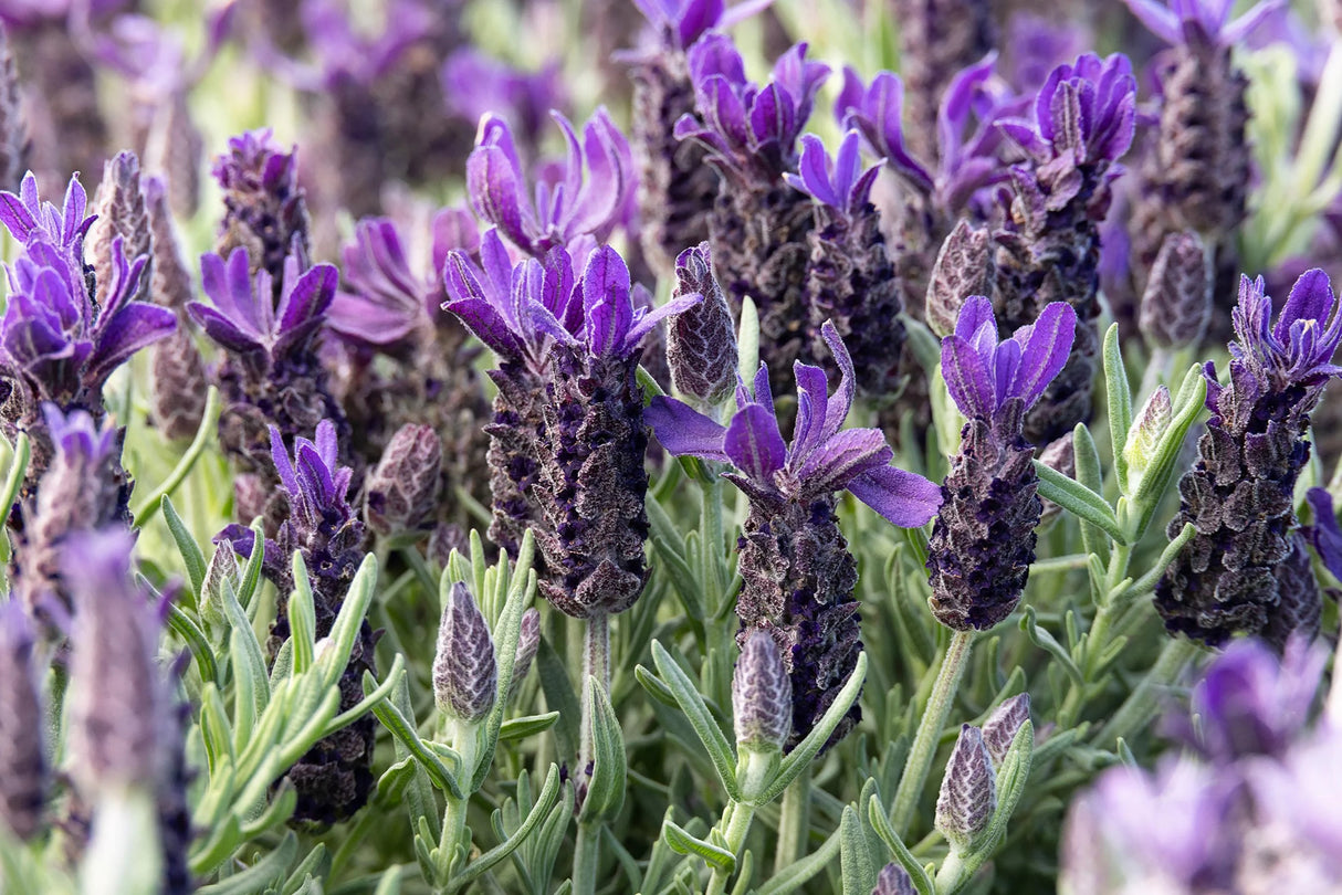 Lavandula 'Anouk Purple Flare'