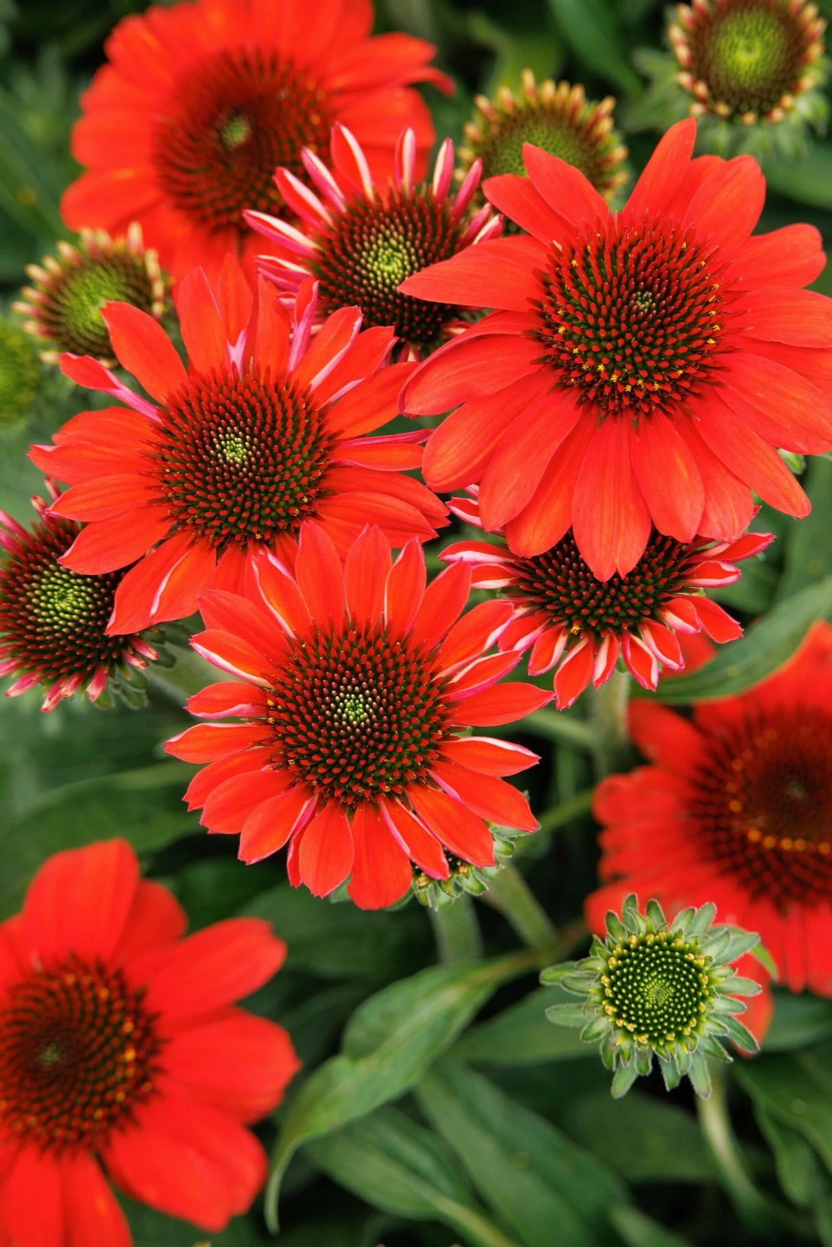 Echinacea Sunmagic 'Vintage Electric Orange'