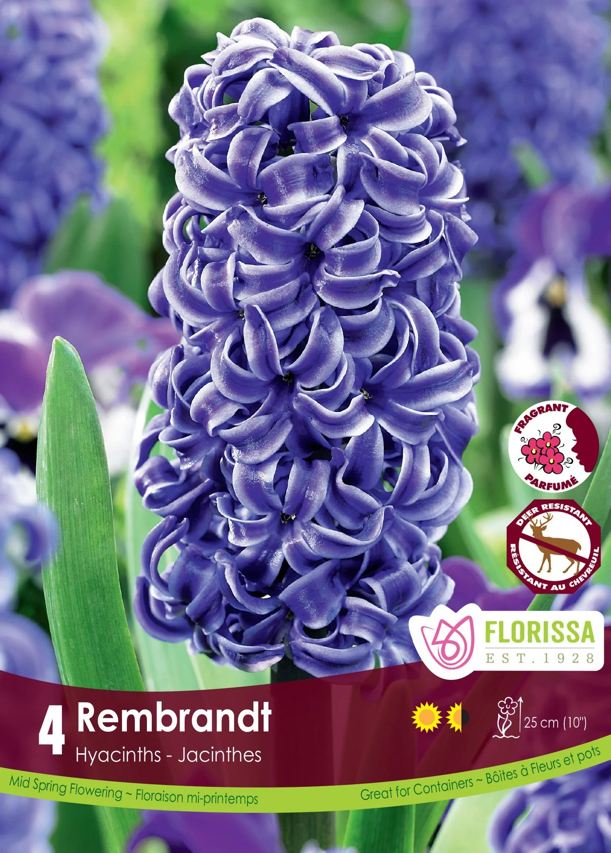 Hyacinth 'Rembrandt'