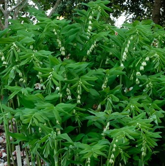Polygonatum 'Giganteum'