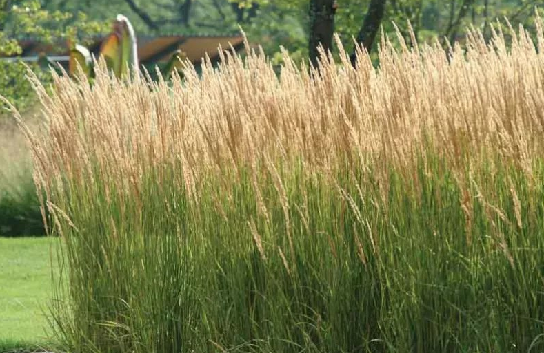 Calamagrostis 'Eazy Breezy'