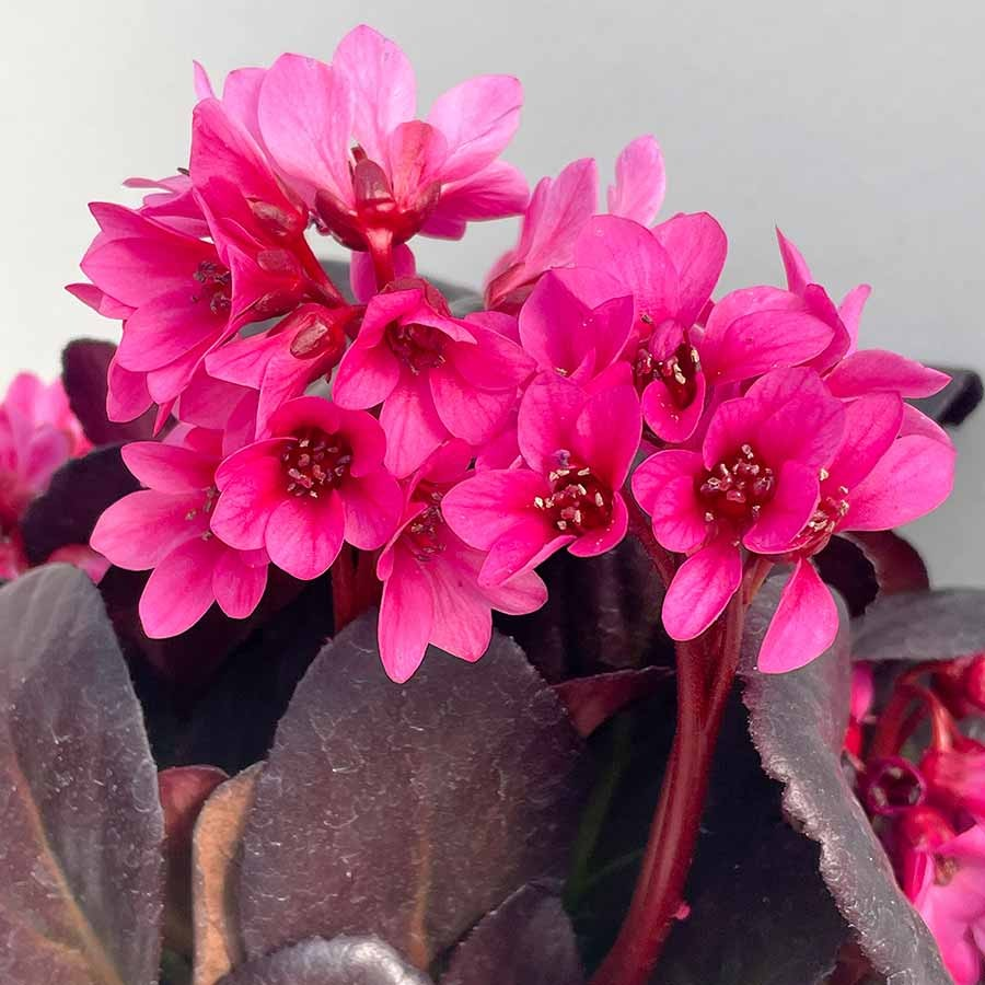 Bergenia 'Early Brilliance Magenta'