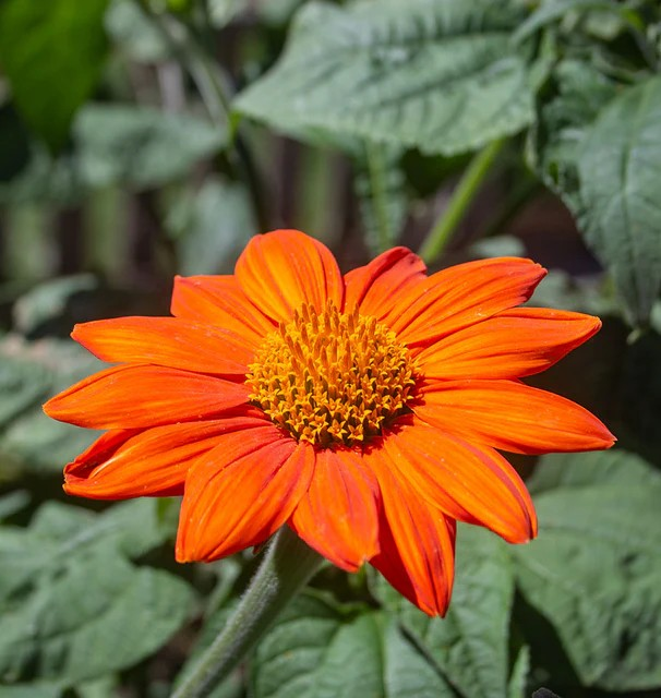 Tithonia - Mexican Torch