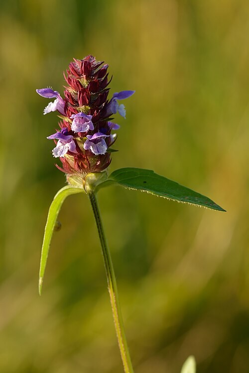 Prunella vulgaris ssp. lanceolata