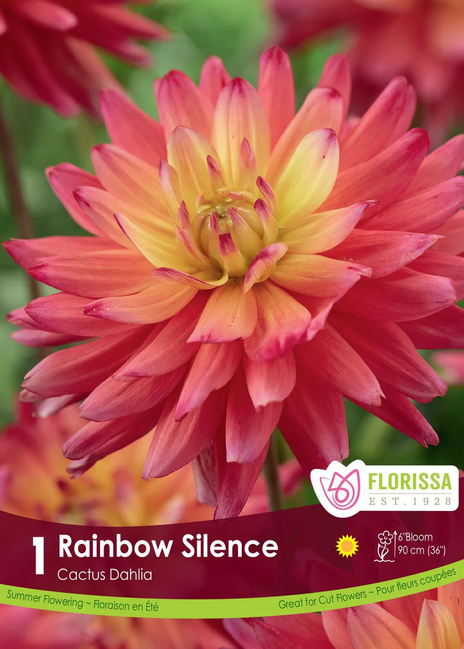 Dahlia Cactus 'Rainbow Silence'