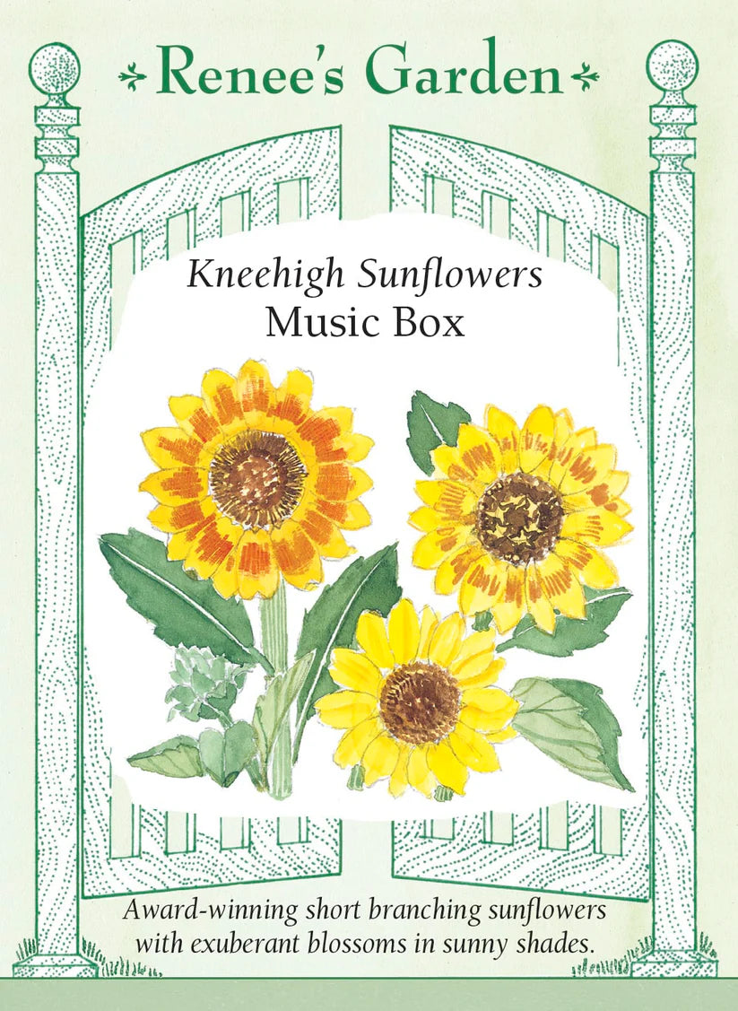 Sunflower - Sunflower Music Box Knee-High