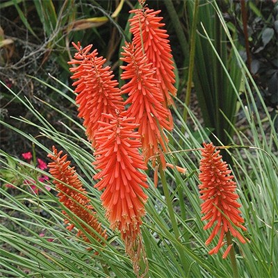 Kniphofia 'Candy Apple'
