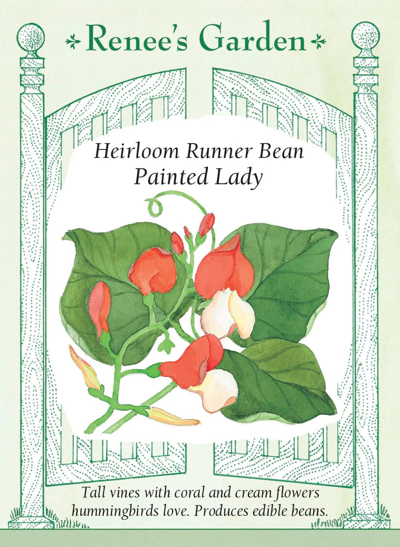 Painted Lady Runner Bean