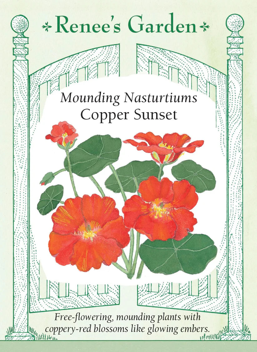 Nasturtiums - Copper Sunset