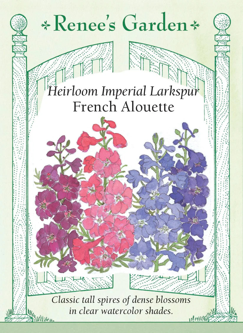 Larkspur - Larkspur Imperial Alouette