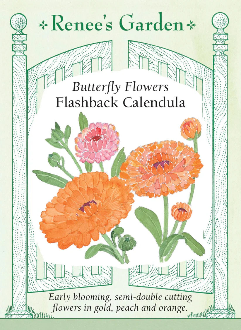Calendula - Flashback Calendula