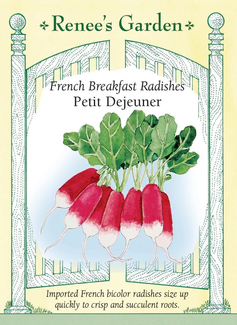 Radish - Petit Dejeuner