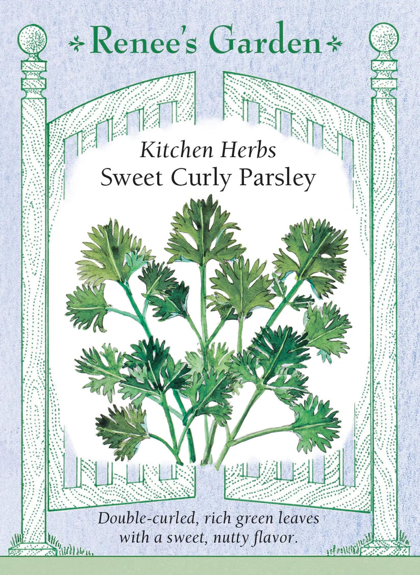 Parsely - Parsley Sweet Curly