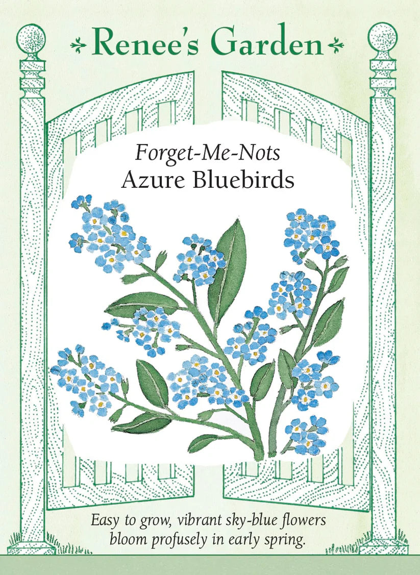 Forget-Me-Not - Forget-Me-Not Azure Bluebirds