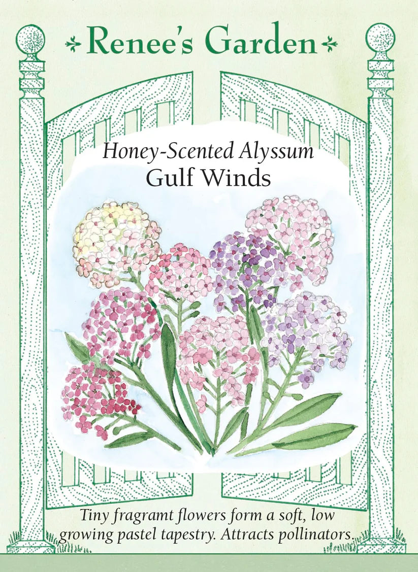 Alyssum - Gulf Winds Honey Scented