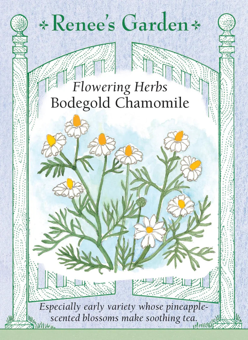 Chamomile - Bodegold Chamomile