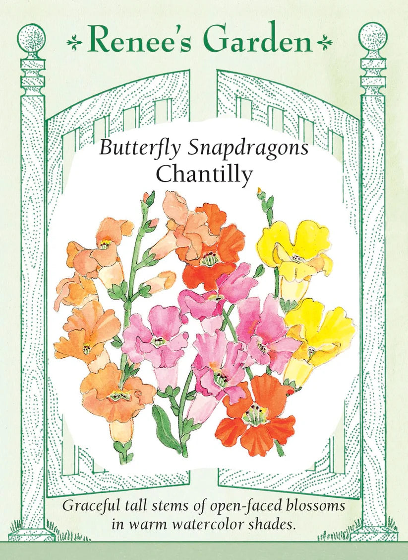 Snapdragons - Chantilly