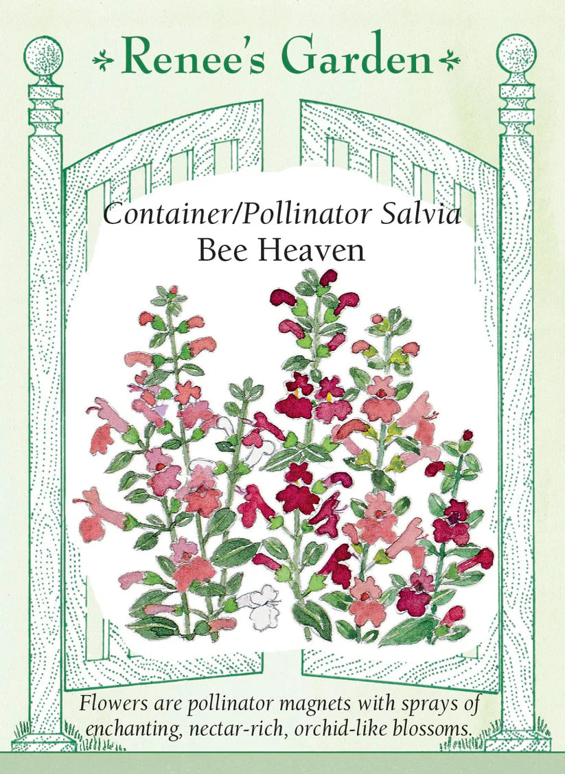Salvia - Salvia Bee Heaven