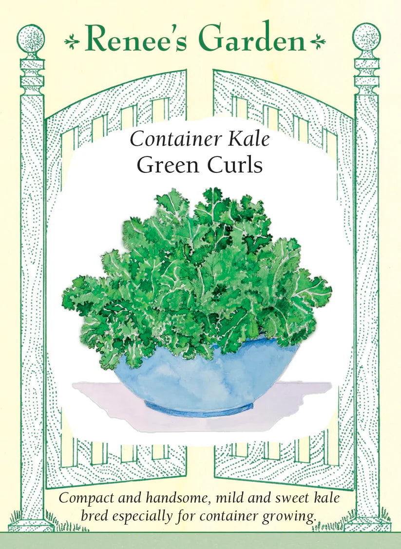 Kale - Kale Green Curls Container