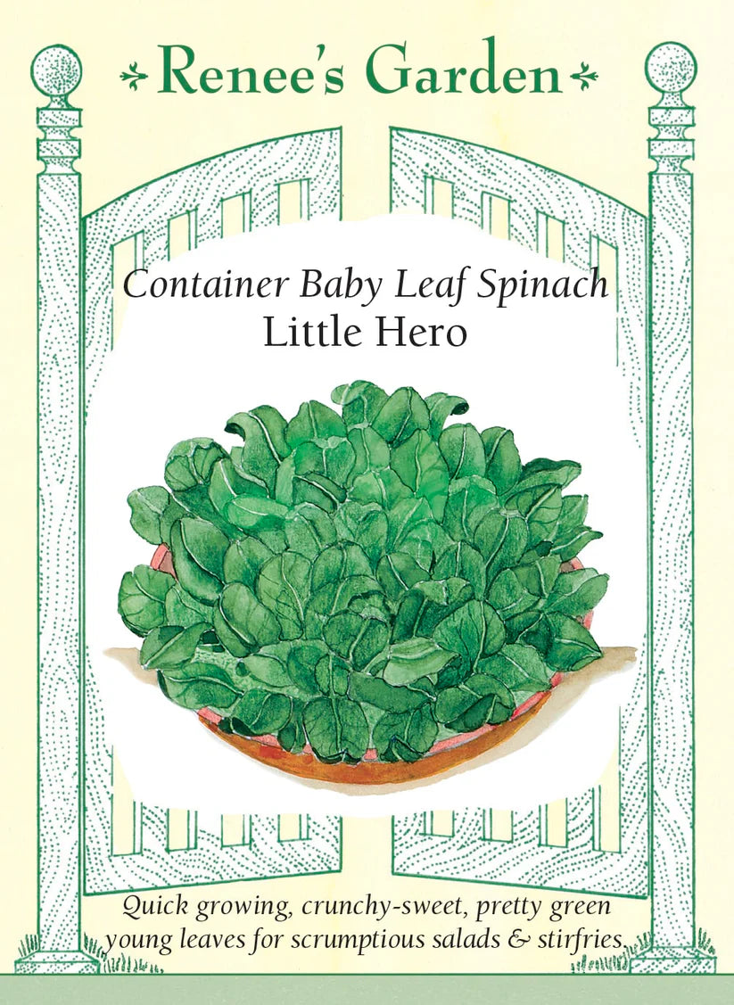 Spinach - Little Hero Container Spinach