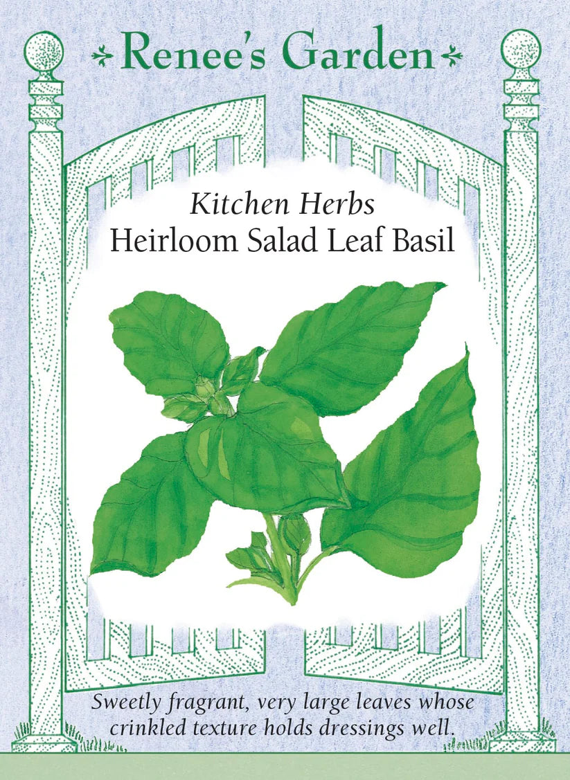 Basil - Basil Salad Leaf