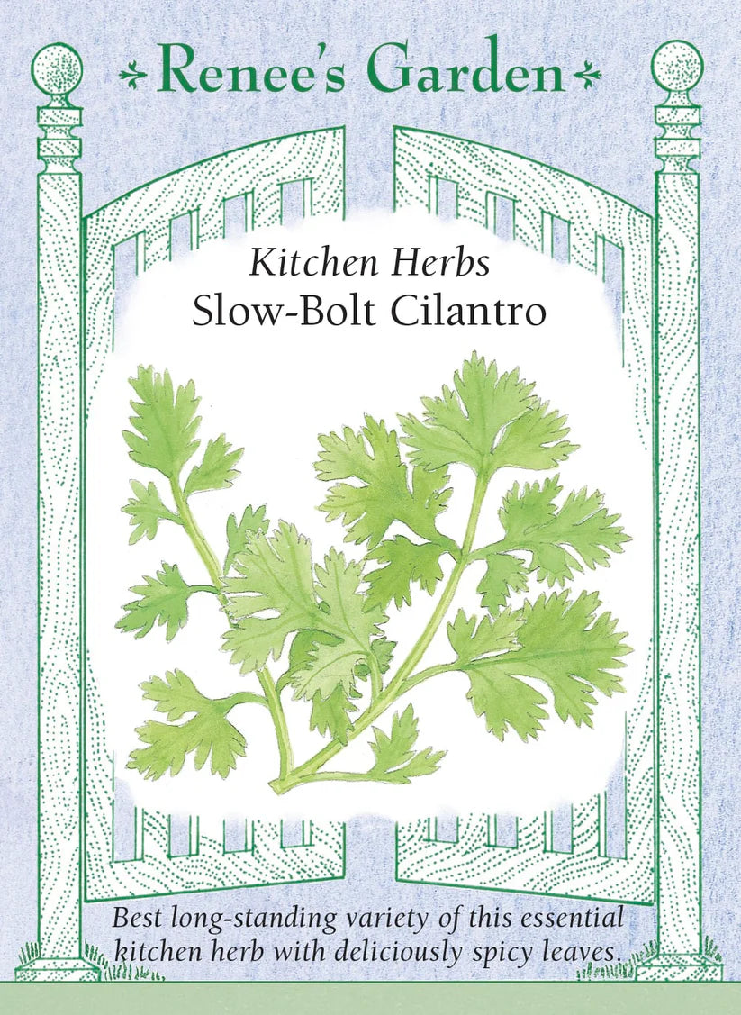 Cilantro - Slow-Bolt Cilantro
