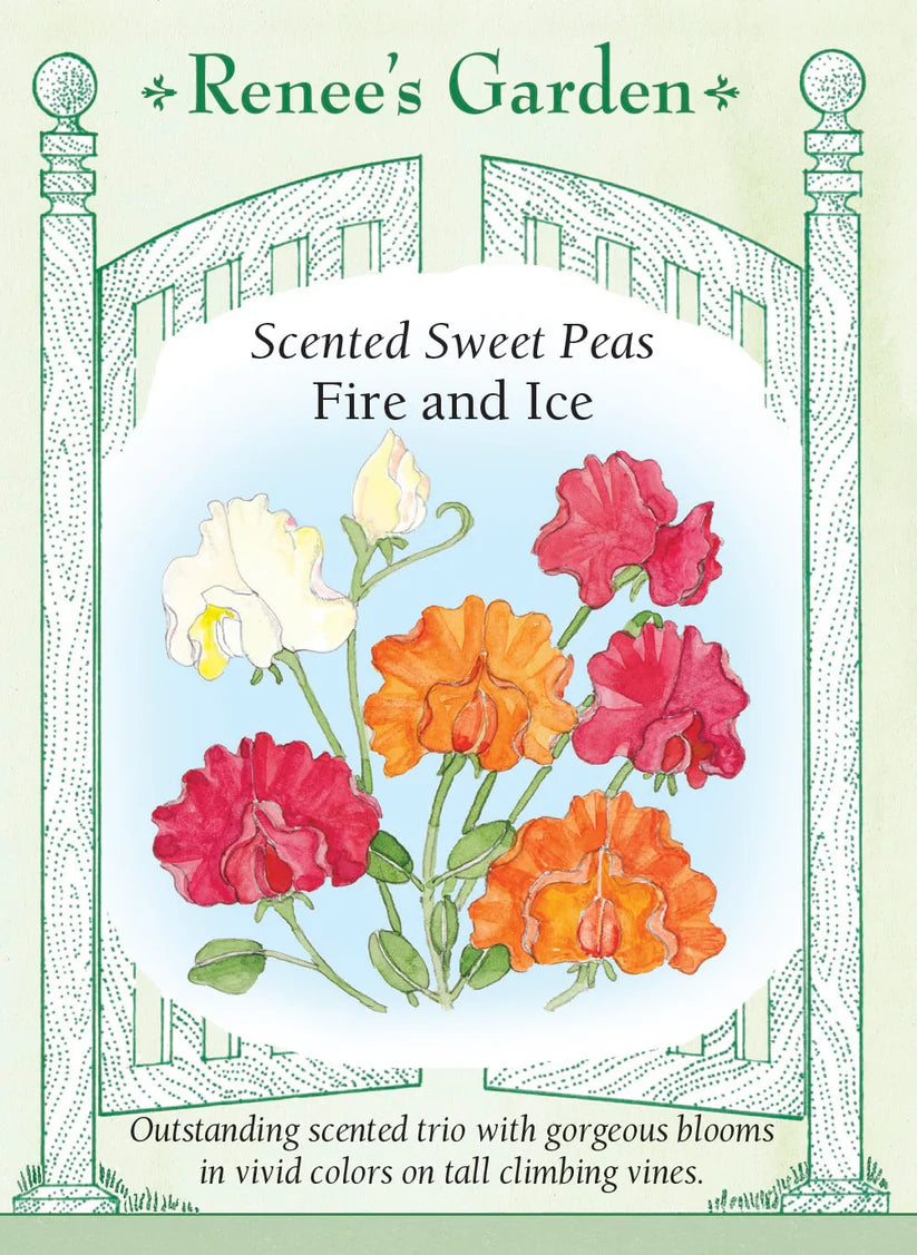 Sweet Peas - Fire And Ice Mix