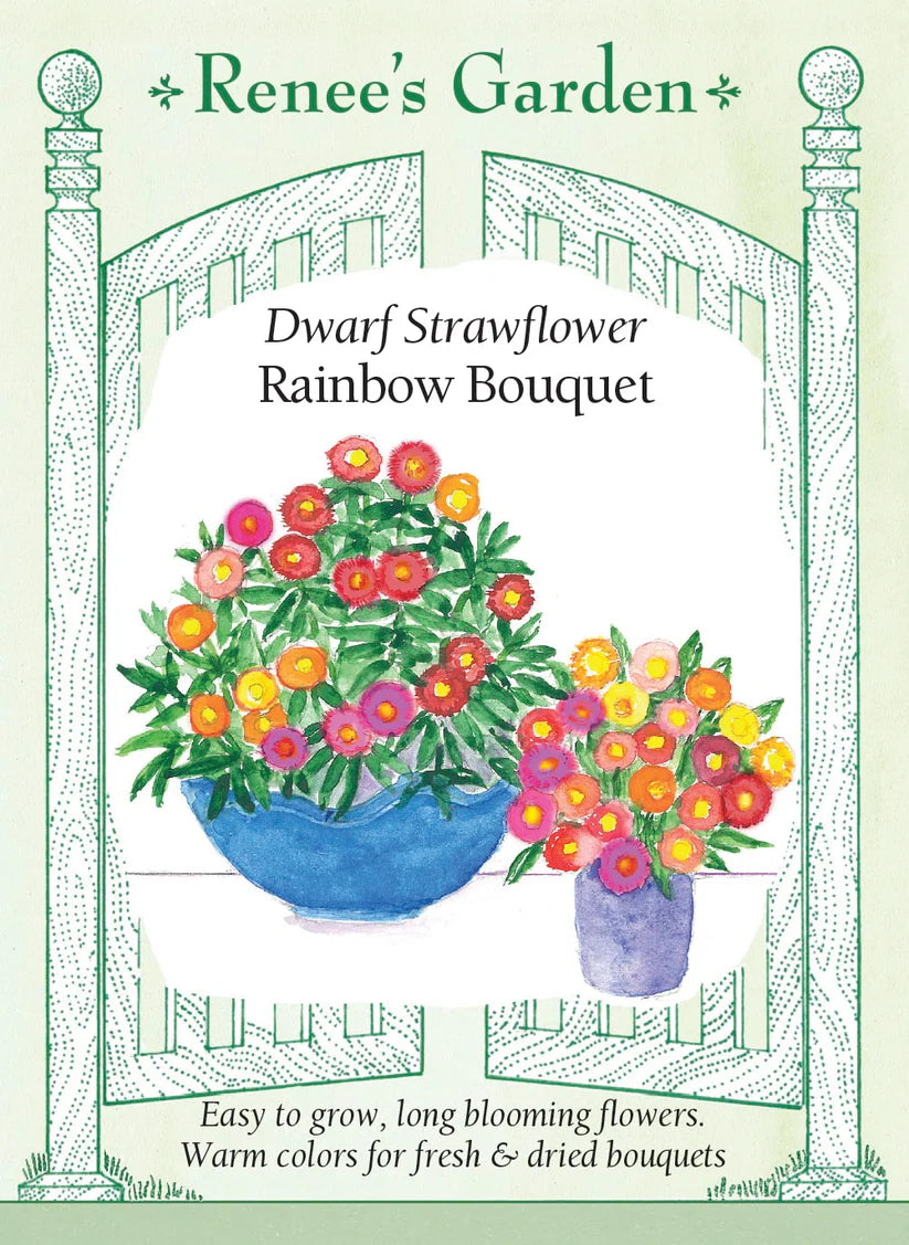 Strawflower - Rainbow Bouquet