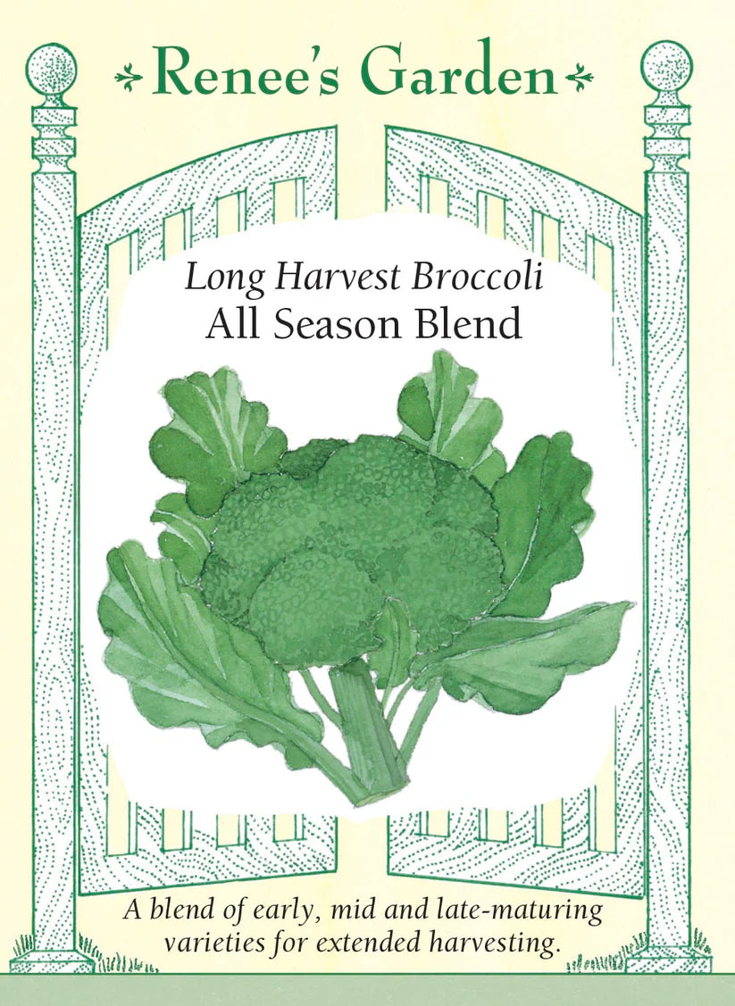 Broccoli - Broccoli All Season Blend
