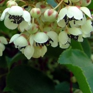 Actinidia arguta 'Hardy Male'