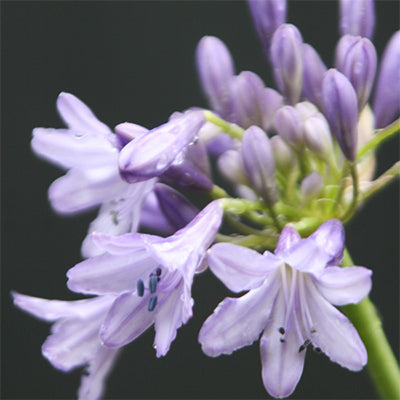 Agapanthus 'Silver Moon'