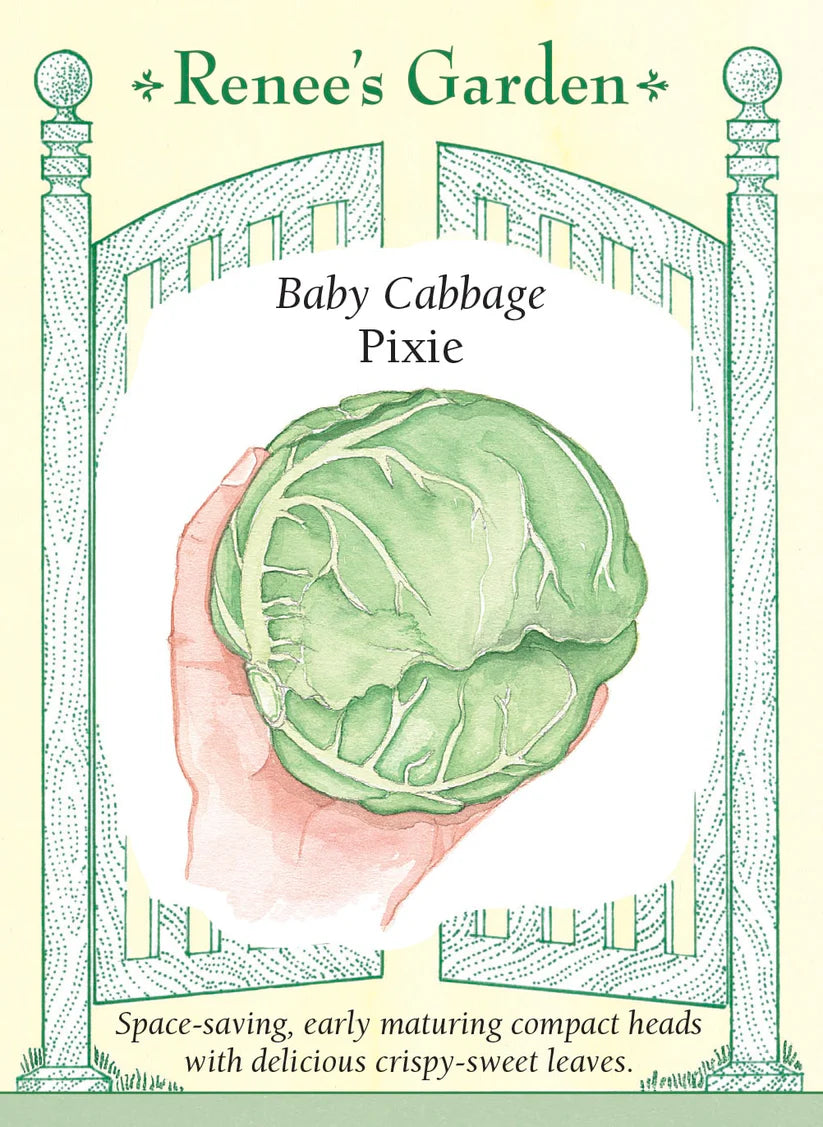 Cabbage - Baby Pixie