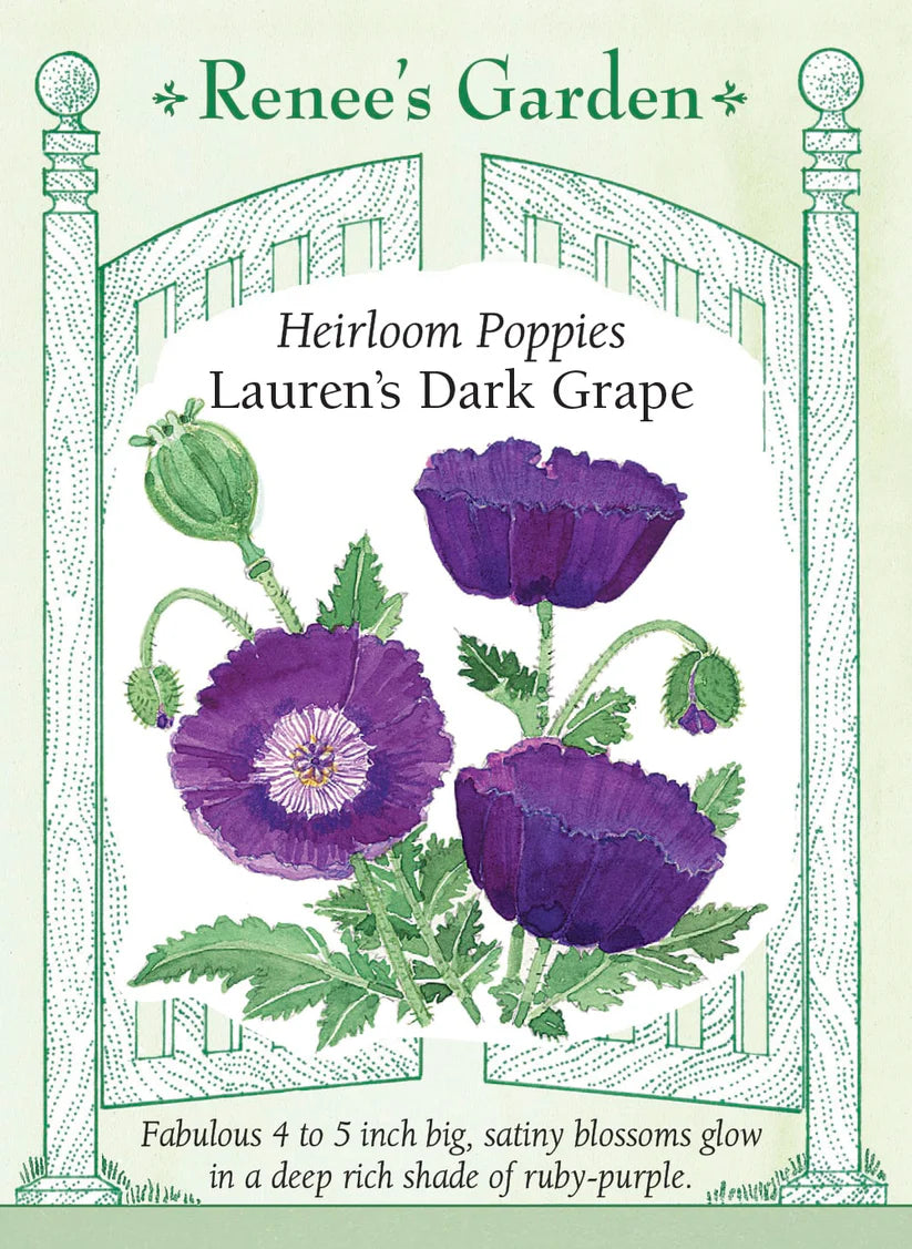 Poppy - Poppy Lauren's Dark Grape