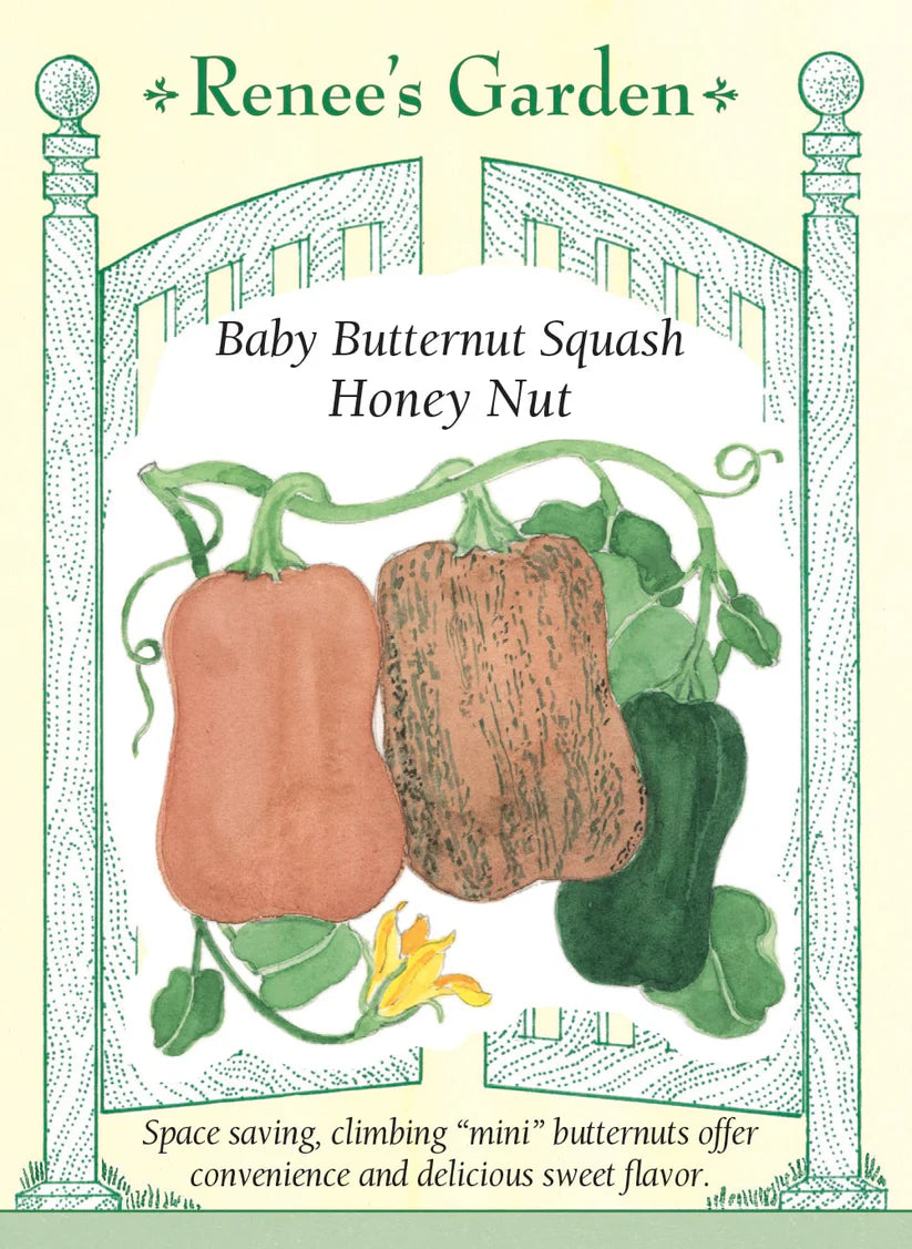 Squash - Winter Baby Honey Nut