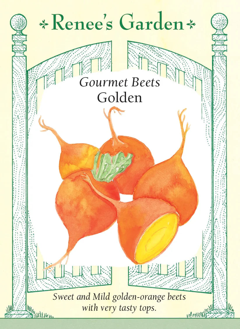 Beet - Golden
