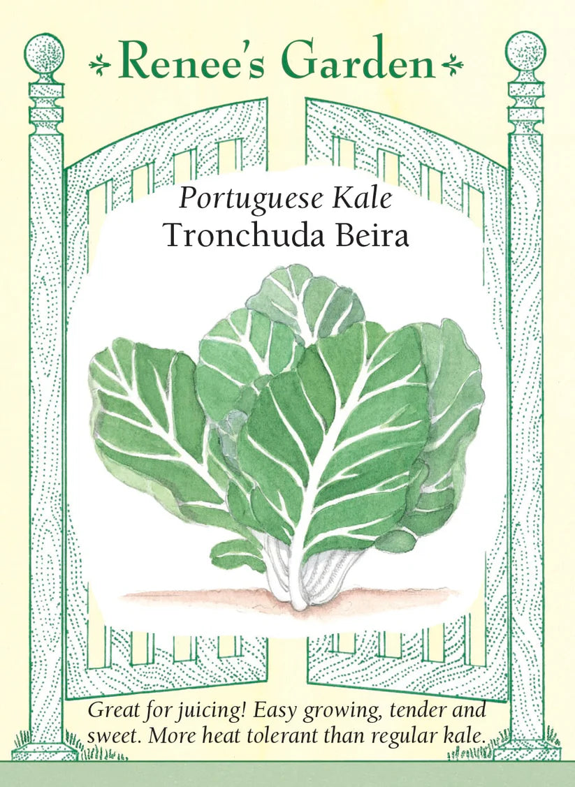 Kale - Tronchuda Beira