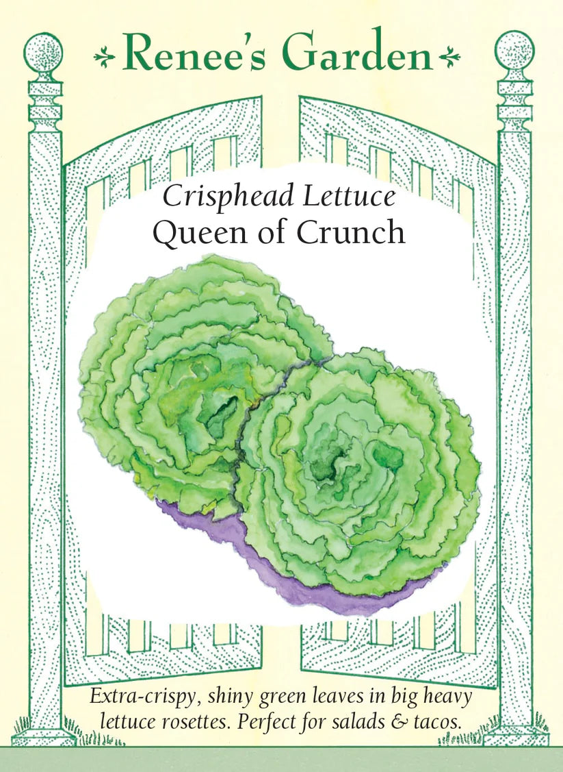 Lettuce - Queen of Crunch Lettuce