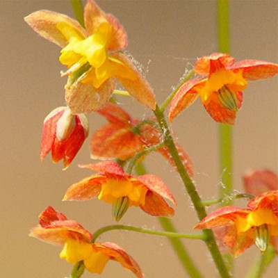 Epimedium 'Orange Queen'