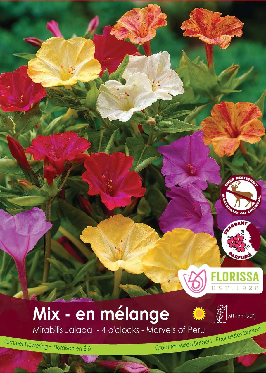 MIRABILIS Jalapa Mix