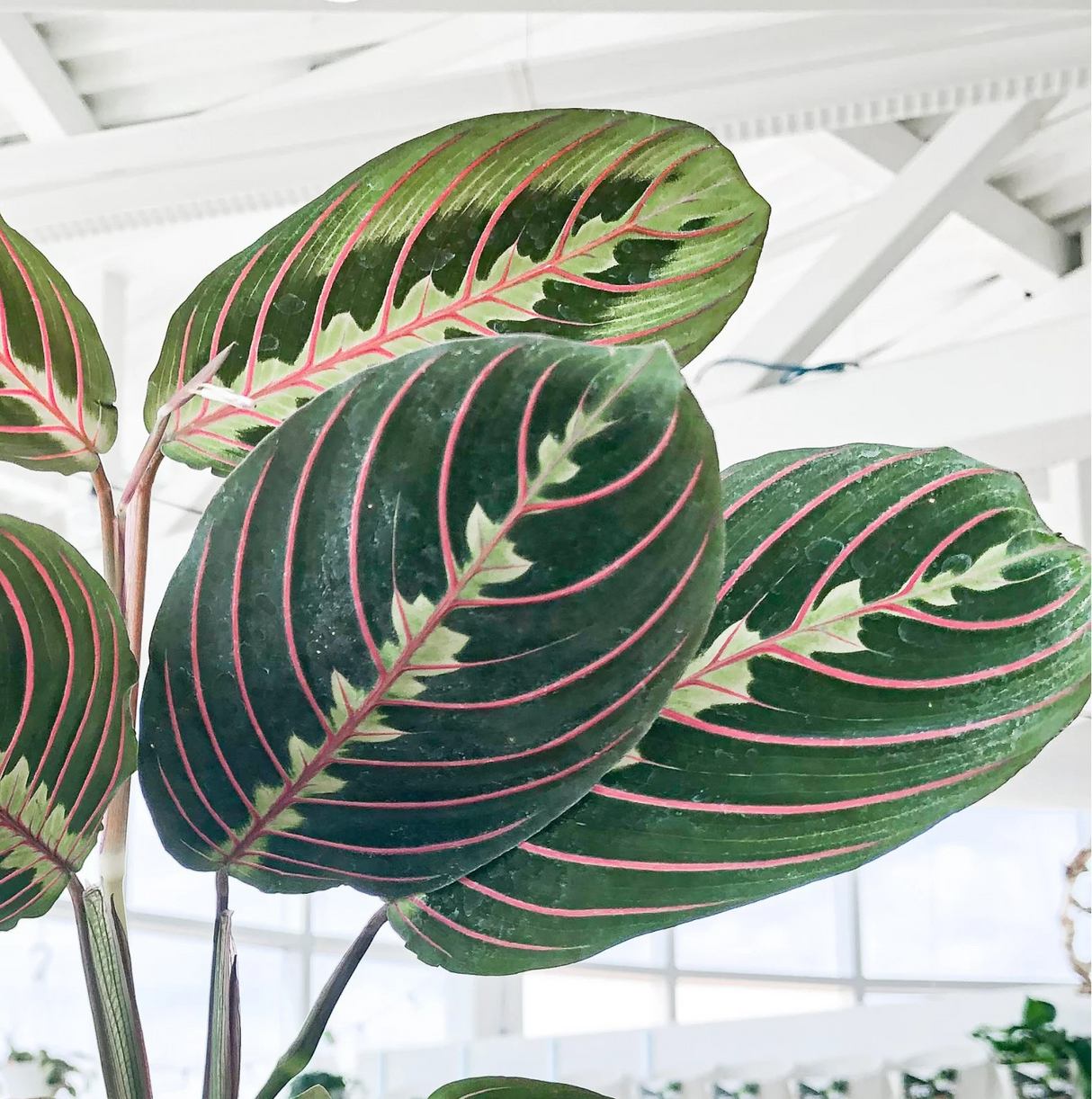 Maranta leuconeura "Red"