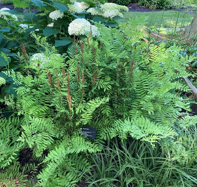 Osmunda regalis 'American Royal'