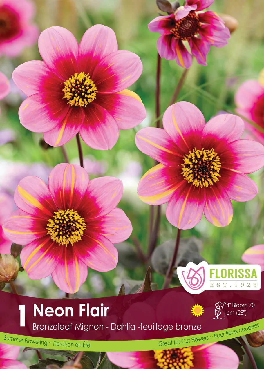 Dahlia Mignon 'Neon Flair'
