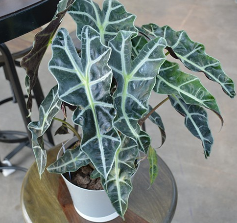 Alocasia amazonica 'Polly'