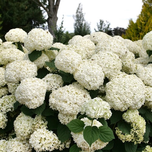 Hydrangea 'Storm Proof'