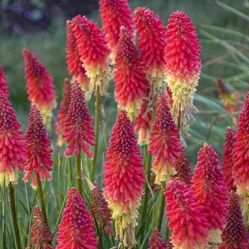 Kniphofia 'Rockets Red Glare'