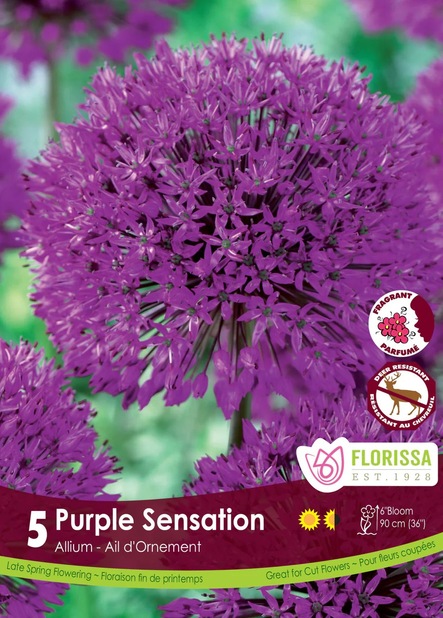 Allium 'Purple Sensation'