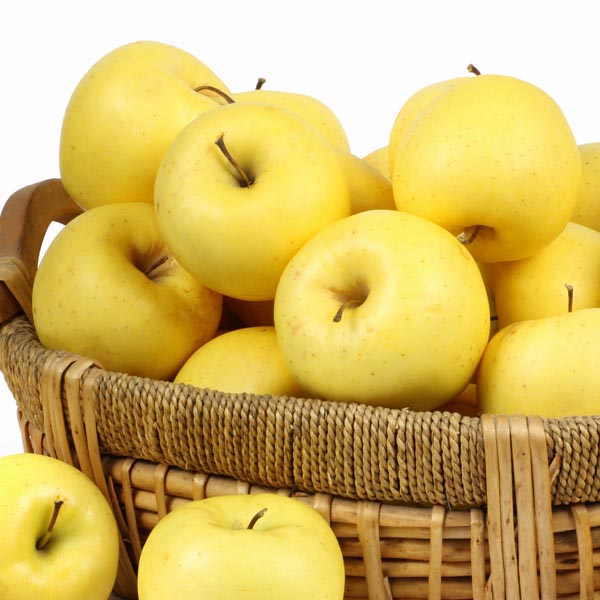 Apple - Malus 'Yellow Delicious'