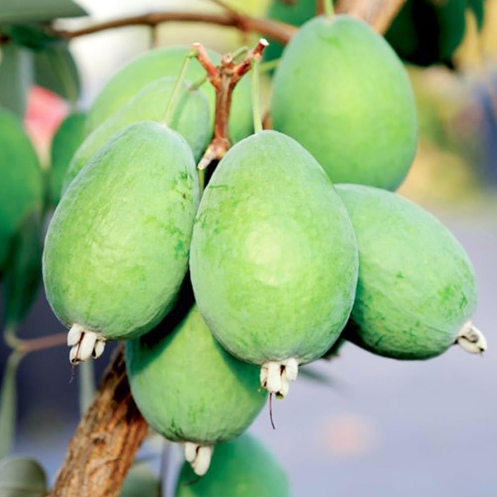 Guava-Acca sellowiana 'Kaiteri'