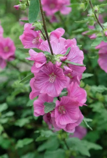 Lavatera clementii 'Eyecatcher'