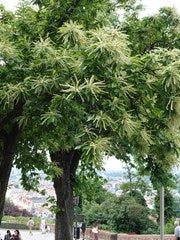 Castanea sativa